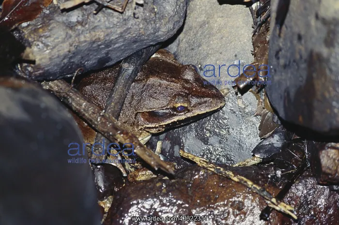 : Giant Frog : Giant Frog