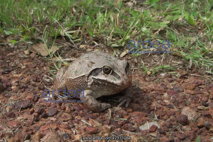 : Giant Frog - Nocturnal : Giant Frog - Nocturnal