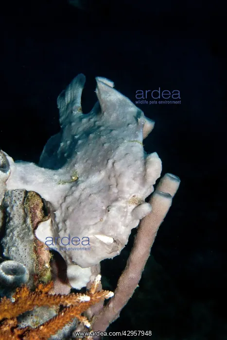 : Giant Frogfish : Giant Frogfish