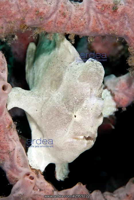 : Giant Frogfish : Giant Frogfish