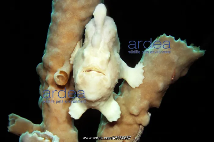 : Giant Frogfish : Giant Frogfish
