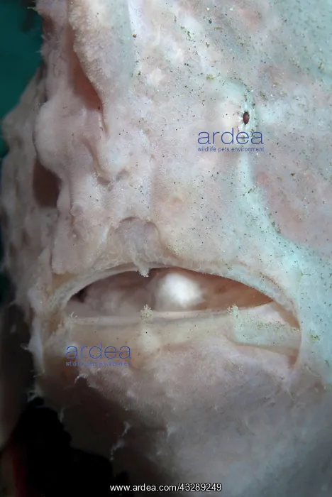: Giant Frogfish : Giant Frogfish