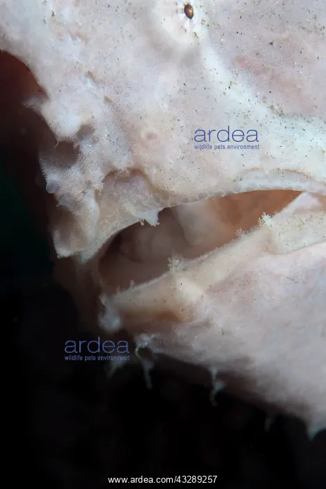 : Giant Frogfish : Giant Frogfish
