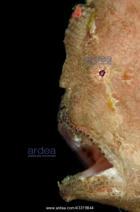 : Giant Frogfish : Giant Frogfish