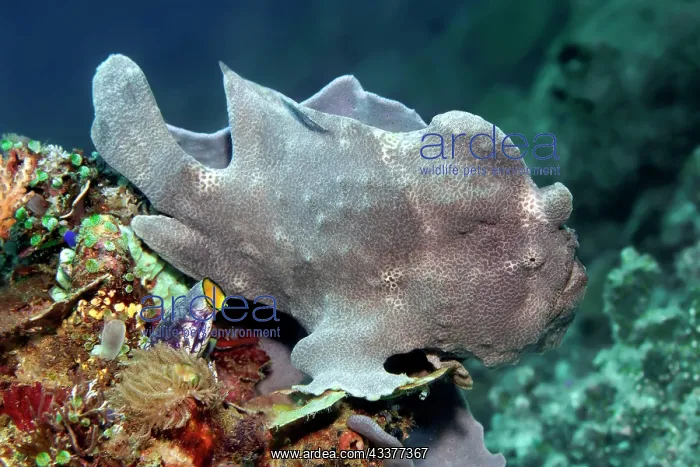 : Giant frogfish (Antennarius commerson), also giant : Giant frogfish (Antennarius commerson), also giant