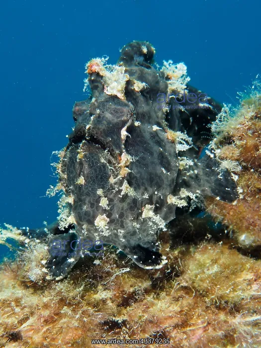 : Giant frogfish (Antennarius commerson), House reef : Giant frogfish (Antennarius commerson), House reef