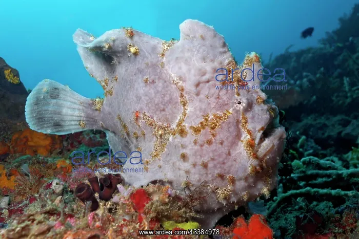 : Giant frogfish (Antennarius commerson), lurking : Giant frogfish (Antennarius commerson), lurking