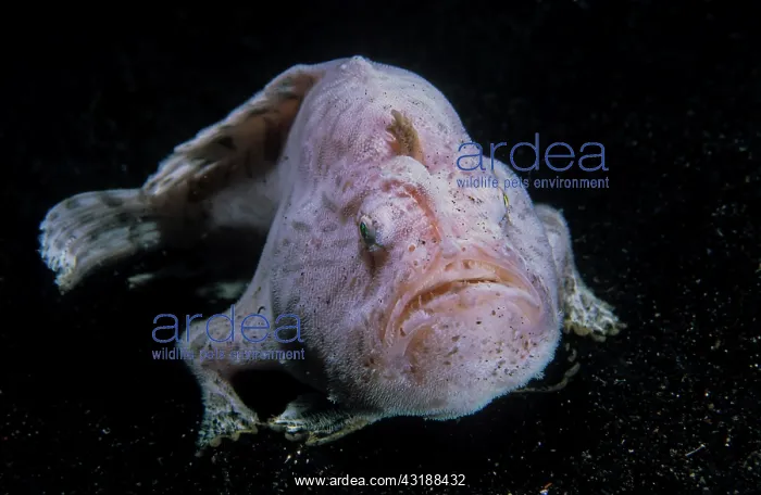 : Giant frogfish (Antennarius commerson) on sandy : Giant frogfish (Antennarius commerson) on sandy