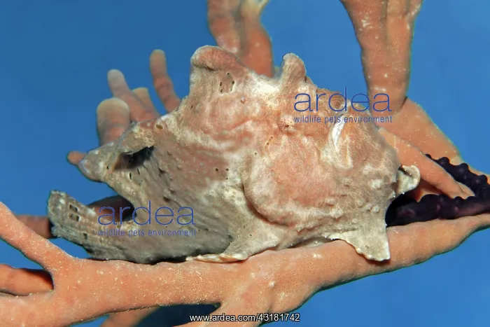 : Giant frogfish (Antennarius commerson) on sponge : Giant frogfish (Antennarius commerson) on sponge