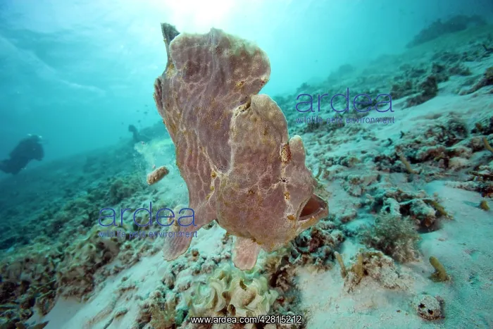 : Giant frogfish Antennarius commersonii Ombak Reef dive site : Giant frogfish Antennarius commersonii Ombak Reef dive site