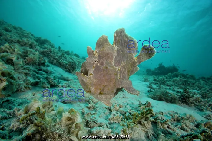 : Giant frogfish Antennarius commersonii Ombak Reef dive site : Giant frogfish Antennarius commersonii Ombak Reef dive site