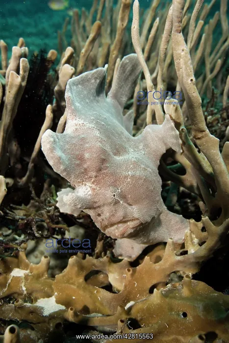: Giant frogfish Antennarius commersonii Ombak Reef dive site : Giant frogfish Antennarius commersonii Ombak Reef dive site