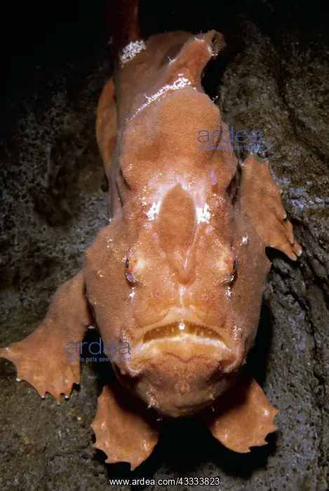 : GIANT FROGFISH - Camouflage / mimicry resembles : GIANT FROGFISH - Camouflage / mimicry resembles