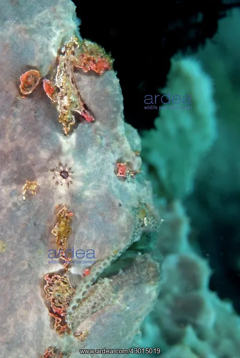  : Giant Frogfish on sponge