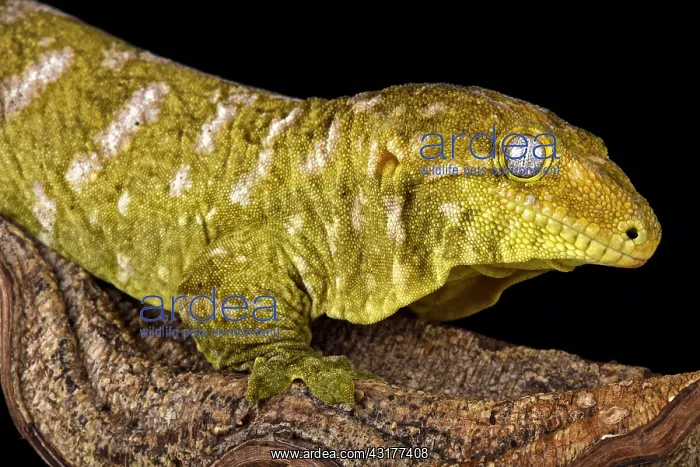 : Giant gecko (Rhacodactylus laechianus), New Caledonia : Giant gecko (Rhacodactylus laechianus), New Caledonia