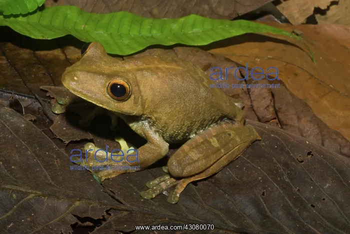 : Giant Gladiator Frog : Giant Gladiator Frog