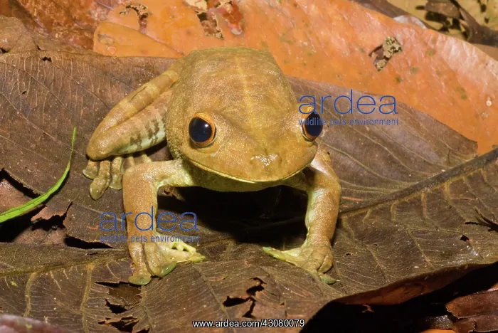 : Giant Gladiator Frog : Giant Gladiator Frog