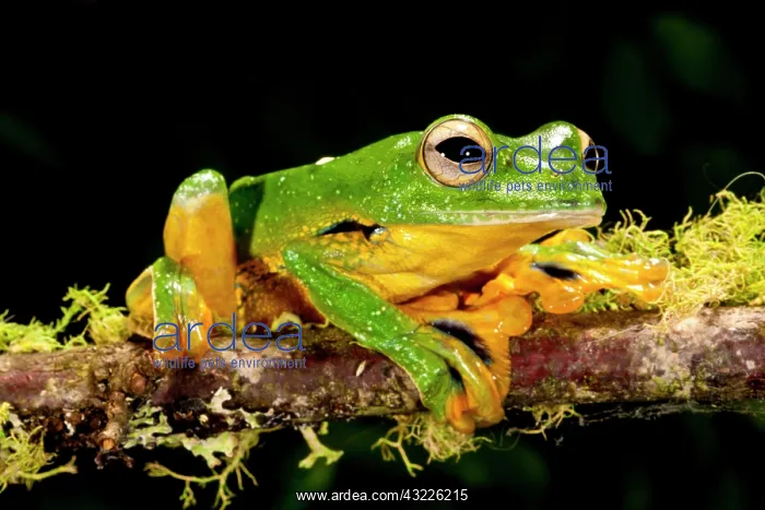 : Giant Gliding Treefrog, Polypedates kio : Giant Gliding Treefrog, Polypedates kio