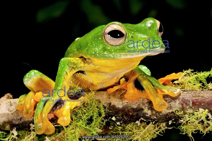 : Giant Gliding Treefrog, Polypedates kio : Giant Gliding Treefrog, Polypedates kio