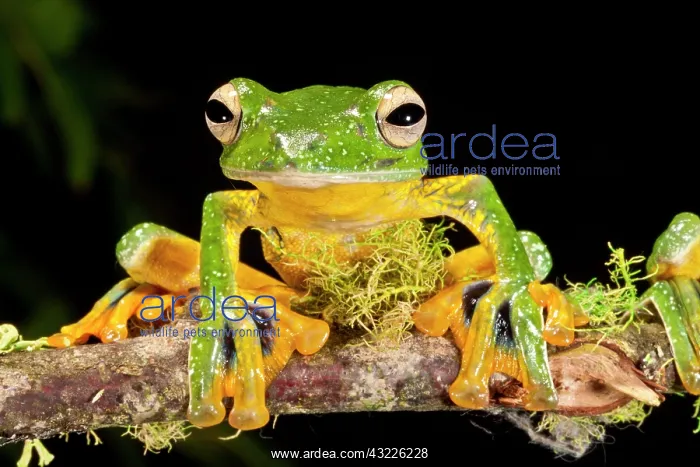 : Giant Gliding Treefrog, Polypedates kio : Giant Gliding Treefrog, Polypedates kio