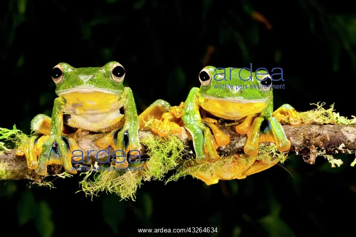 : Giant Gliding Treefrog, Polypedates kio : Giant Gliding Treefrog, Polypedates kio