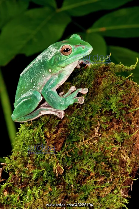 : Giant Gliding Treefrog, Polypedates sp : Giant Gliding Treefrog, Polypedates sp