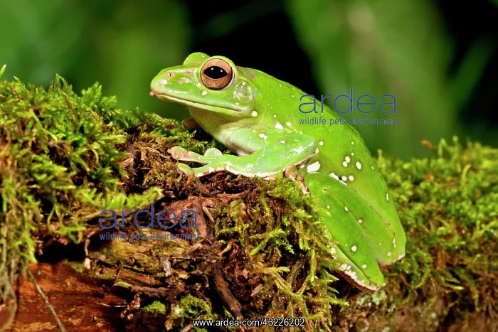 : Giant Gliding Treefrog, Polypedates sp : Giant Gliding Treefrog, Polypedates sp