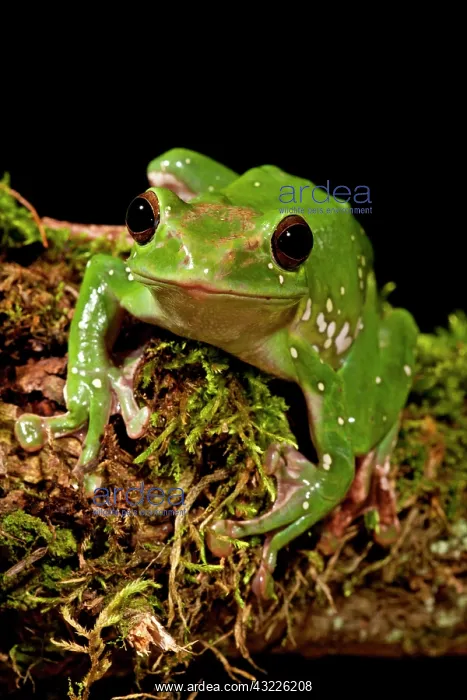 : Giant Gliding Treefrog, Polypedates sp : Giant Gliding Treefrog, Polypedates sp