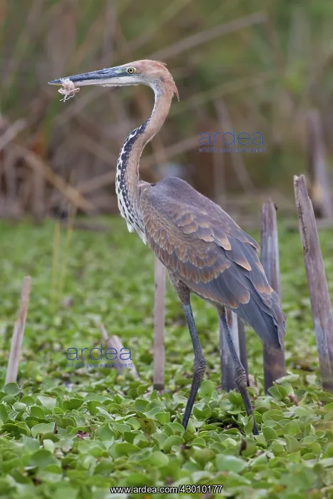 : Giant / Goliath Heron with nylon fishing line wrapped : Giant / Goliath Heron with nylon fishing line wrapped