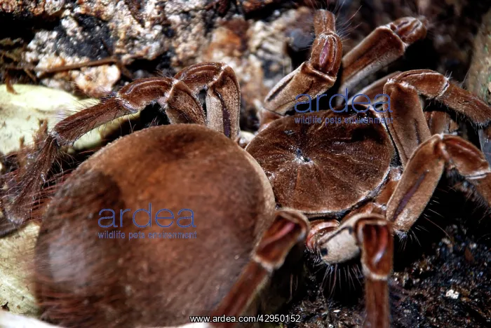 : Giant / Goliath Tarantula / Bird-eating SPIDER : Giant / Goliath Tarantula / Bird-eating SPIDER