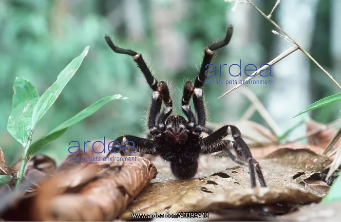 : Giant / Goliath Tarantula / Bird-eating SPIDER : Giant / Goliath Tarantula / Bird-eating SPIDER