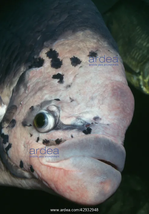 : GIANT GOURAMI - close-up of face : GIANT GOURAMI - close-up of face