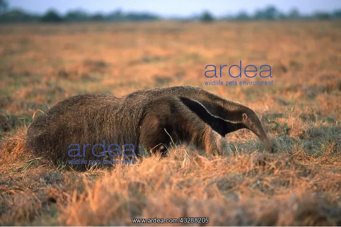 : GIANT / GREAT ANTEATER - side view : GIANT / GREAT ANTEATER - side view