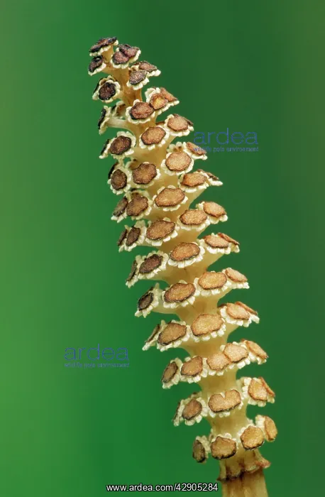 : Giant / Great Horsetail - in flower : Giant / Great Horsetail - in flower