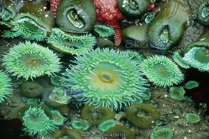 : Giant Green Anemone : Giant Green Anemone