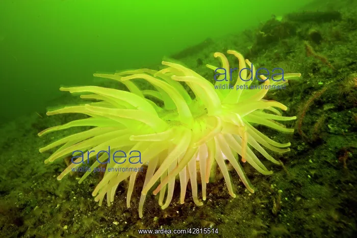 : Giant green anemone Anthopleura xanthogrammica Vancouver Isl : Giant green anemone Anthopleura xanthogrammica Vancouver Isl
