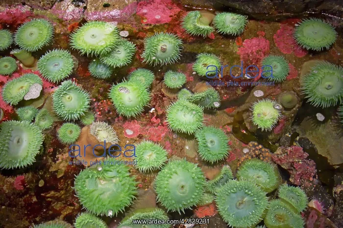 : Giant Green Anemone - in Rockpool : Giant Green Anemone - in Rockpool
