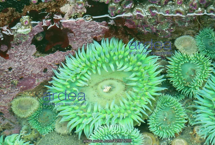: Giant Green Sea Anemone : Giant Green Sea Anemone