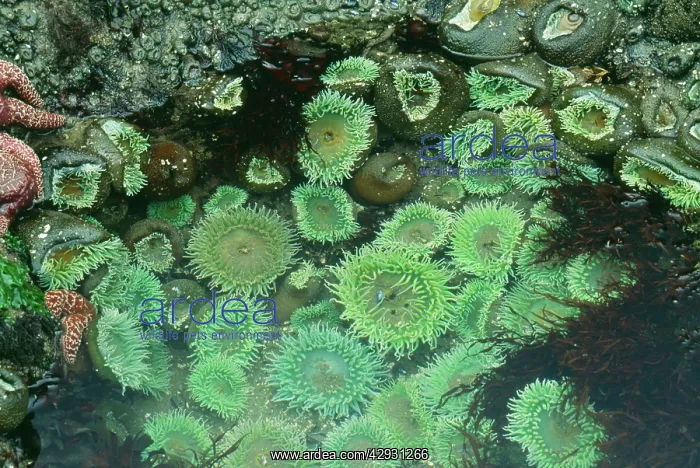 : Giant Green Sea Anemone : Giant Green Sea Anemone