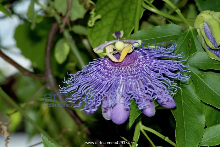: Giant Grenadilla / Badea : Giant Grenadilla / Badea