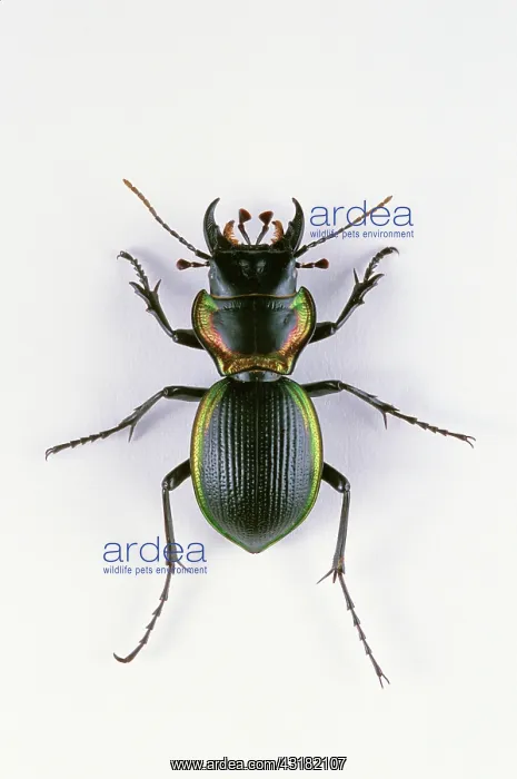 : Giant Ground Beetle : Giant Ground Beetle