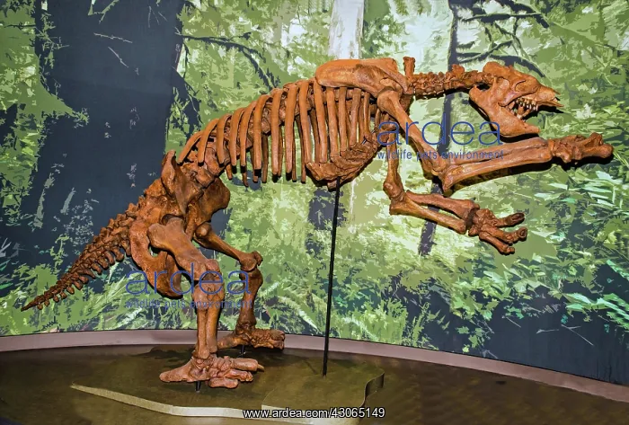 : Giant Ground Sloth : Giant Ground Sloth