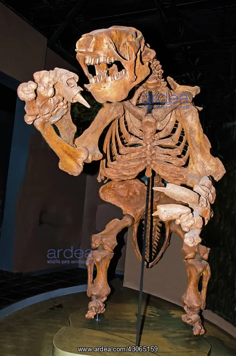 : Giant Ground Sloth : Giant Ground Sloth