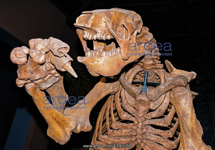 : Giant Ground Sloth : Giant Ground Sloth
