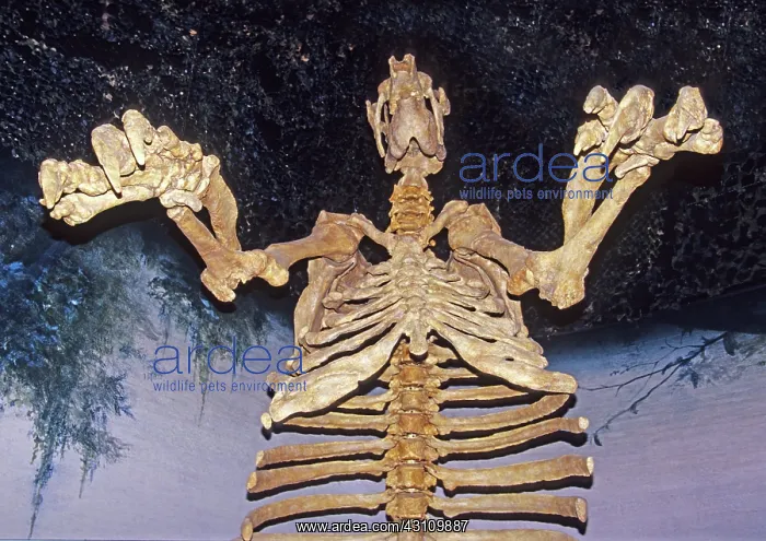 : Giant Ground Sloth : Giant Ground Sloth