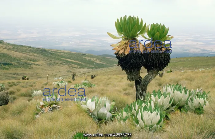 : Giant Groundsel - at 13000 ft, when leaves die