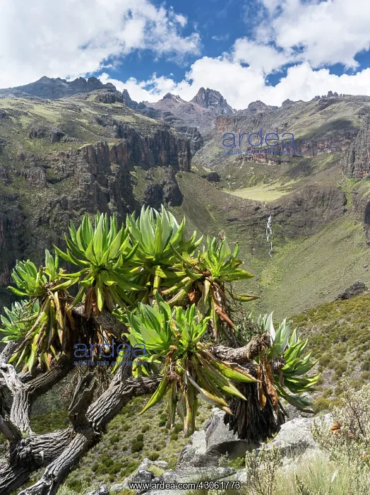 : Giant Groundsel or Dendrosenecio (senecio : Giant Groundsel or Dendrosenecio (senecio