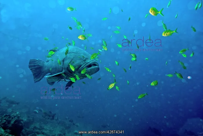 : Giant Grouper amongst Golden Trevally (Gnathanodon : Giant Grouper amongst Golden Trevally (Gnathanodon