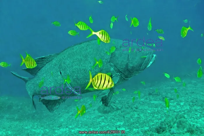 : Giant Grouper - with Golden Trevally Juv. (Gnathanodon : Giant Grouper - with Golden Trevally Juv. (Gnathanodon