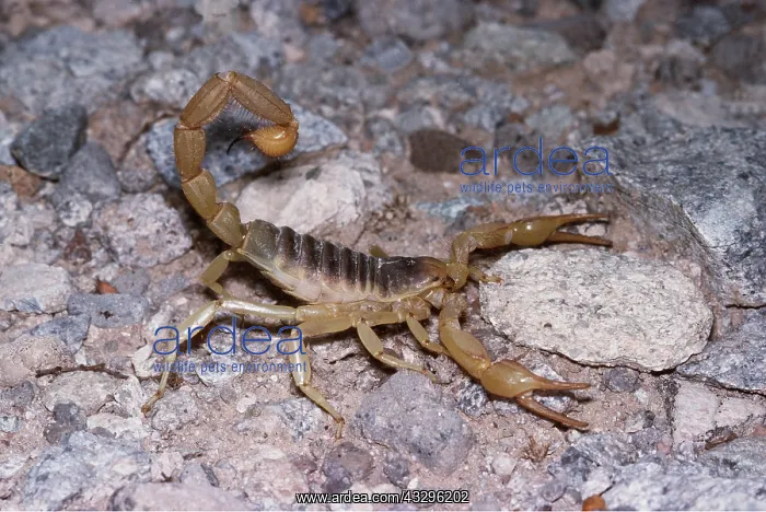 : GIANT HAIRY DESERT SCORPION - In threat pose : GIANT HAIRY DESERT SCORPION - In threat pose